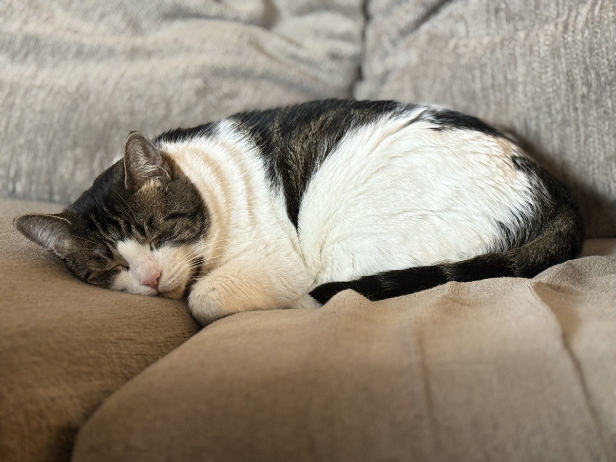 Jasper relaxed and peaceful
