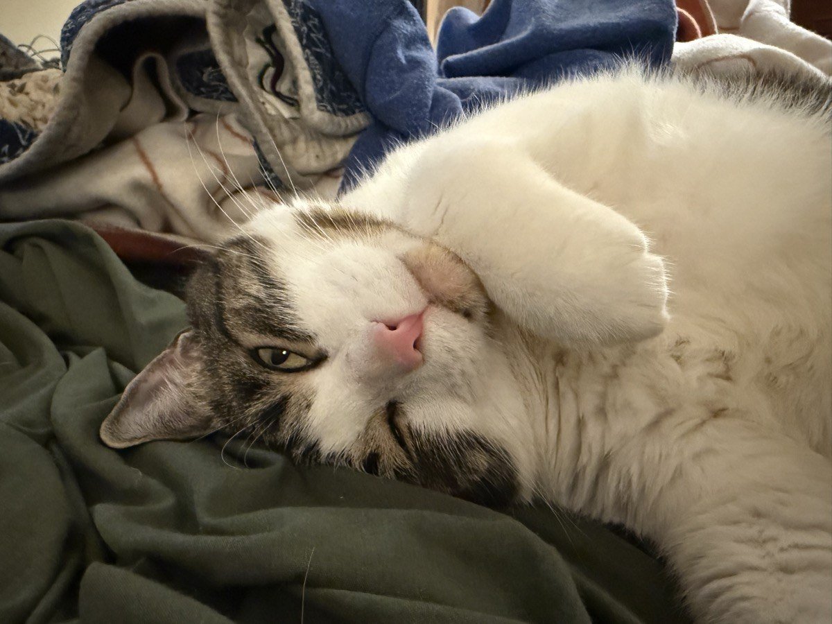 Jasper - Handsome Instigator