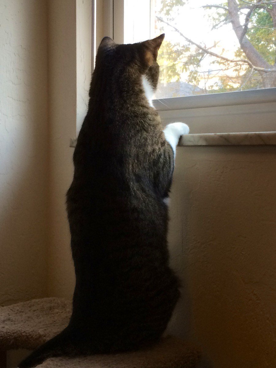 Quimby - Chief Protected Feline